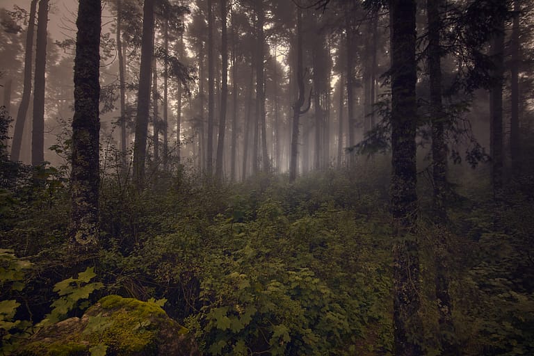 Parque Natural el Rey y su  bosque mágico